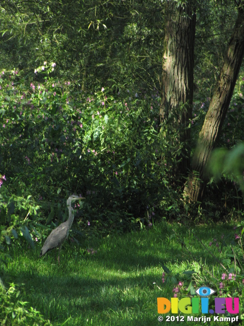 SX24025 Heron in Biesbosch